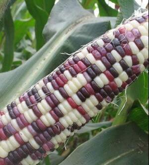 Sheng Li Waxy Corn Seed 5pcs Organic Vegetable Seed
