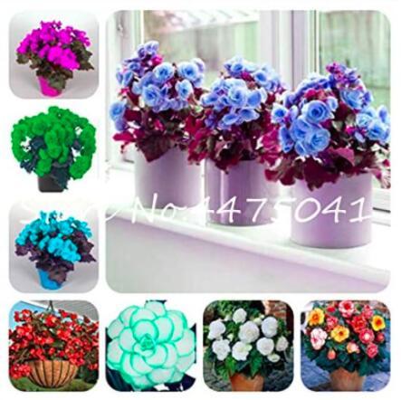 50 Pcs/Bag Rieger Begonias Flower Bonsai Begonia x Aelatior Beautiful Multi-Flap Flower Decoration Home Garden Coleus Pot Plants - (Color: Mixed)