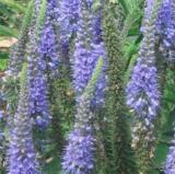 200pcs/lot Spike Speedwell Veronica Spicata Plant Home Garden