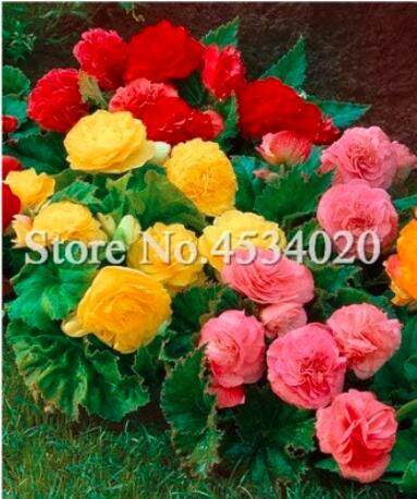 100Pcs/Bag Exotic Rieger Begonias Begonia Beautiful Bonsai Multi-Flap Flower Decoration Home Garden Coleus Potted Plant