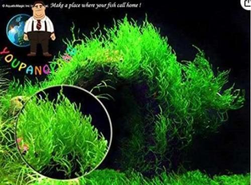 200pcs Moss Live Aquatic Plants Aquarium Water Grass Bonsai Flower Landscape Decoration Ornament - (Color: 2)