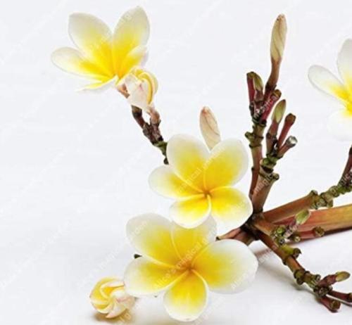 100 Piece Frangipani Plumeria Rubra Lei Egg Flower Plant Home Garden Seeds