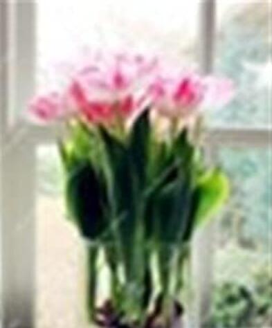 Rare Pink Tulip Seeds (Not Tulip Bulb), Bonsai Natural Growth Plants for Planting for Home Garden, 100 Pcs/Bag, (Color: 2)