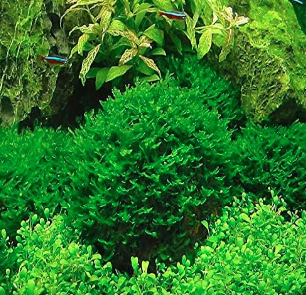 Live Fish Hot Pellia Moss Fern Seeds Aquarium Plant Java Fish Tank Aquascape Decoration 1000 Pcs/Bag