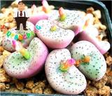 100 Lithops Bonsai Hybrid Rare Cactus Succulent Plants DIY Potted Plants Home Garden Decoration (Color: 10)