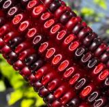 50 Seeds Jimmy Red Corn Famous Bootlegger Moonshine Grits Hominy Masa Corn Heirloom Seed Seedset Easy to Seasons, Meaningful