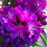 100pcs / Bag Rare Azalea Rhododendron Plants Biji Potted Like Geranium Lilies Semillas De Flores Raras Plant Bonsai Home Garden