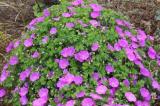 Hardy Pink Geranium Perennial Sanguineum 10 Seeds Easy to Seasons