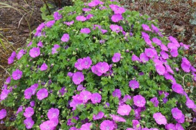 Hardy Pink Geranium Perennial Sanguineum 10 Seeds Easy to Seasons