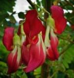 Sesbania grandiflora | Vegetable Hummingbird | Agati | Baby boots