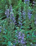 20 Great Blue Lobelia Seeds Shade Flowers