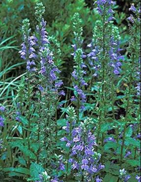 20 Great Blue Lobelia Seeds Shade Flowers