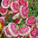 100Pcs Calceolaria Seed Dicentra Spectabilis Rare Flower in Home Garden DIY Seed Beautiful Outdoor Plants Easy Planting - (Color: 6)