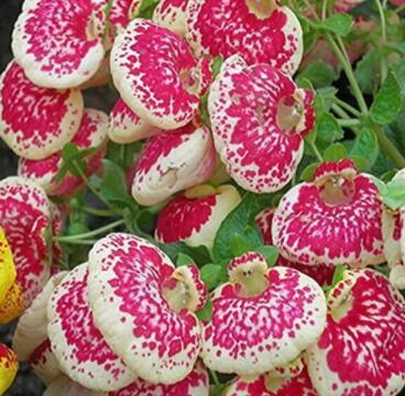 100Pcs Calceolaria Seed Dicentra Spectabilis Rare Flower in Home Garden DIY Seed Beautiful Outdoor Plants Easy Planting - (Color: 6)