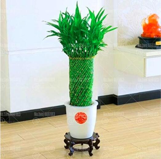 20pcs Bonsai Lucky Bamboo Plants Aquatic Plants Perennial Indoor Bamboo Bonsai for Home Garden Flower Novel Plant