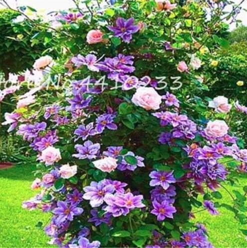 50 Pcs Exotic Thailand Climbing Rose Bonsai Flower Beautyful Rare Multicolor Rose Bonsai Home Garden Flower Climbing Plants