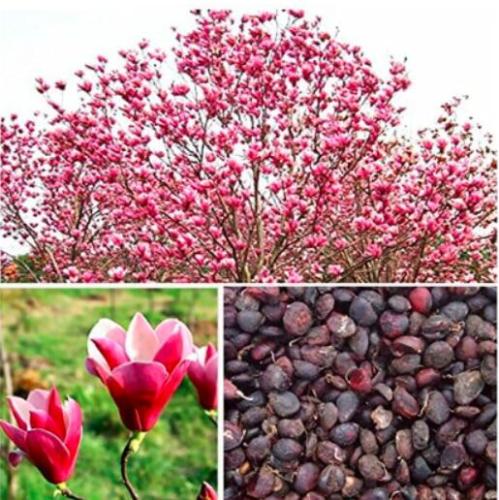 10pcs Magnolia, Magnolia Tree Flower,Perennial Garden Aromatic Plant, of Perennial Garden Flowers