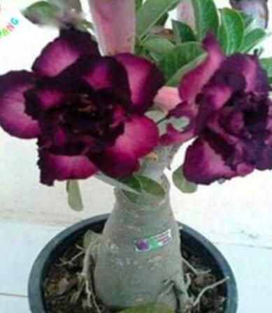 2pcs True Desert Rose Seeds Plants Exotic Adenium Obesum Bonsai Air Purification Potted Flowers Planting Home Garden Decoration