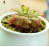 100pcs Giant Dionaea Muscipula Seeds Carnivorous Plants Fly Clip Se Eed for Garden