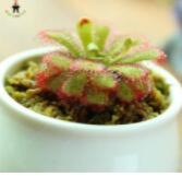 100pcs Giant Dionaea Muscipula Seeds Carnivorous Plants Fly Clip Se Eed for Garden