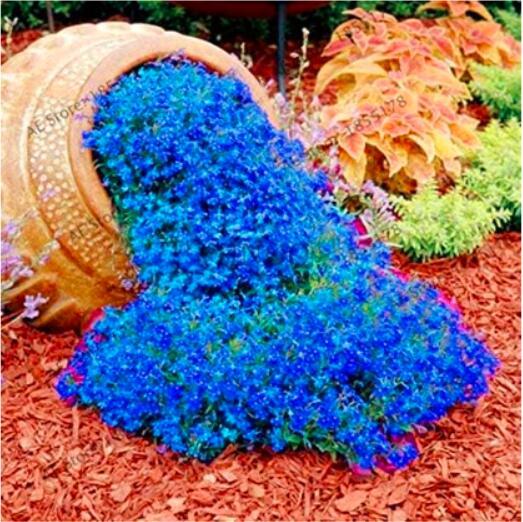 205pcs rare ROCK cress Seeds Climbing plant Creeping Thyme Seeds Perennial Ground cover flower for home garden