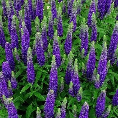 Veronica Seeds Royal Candles Ground Cover (Veronica Spicata) 500 Seeds