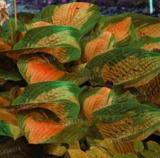 100pcs/bag Hosta Plants,Hosta 'Whirl Wind' in Full Shade,hosta Flower Seeds Bonsai Seeds Grass Seeds for Home Garden