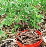 Glycyrrhiza Glabra Seeds 30pcs Licorice Root Seeds Flower Bonsai Plant DIY Home Garden