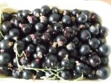 200 Black Currant Seeds