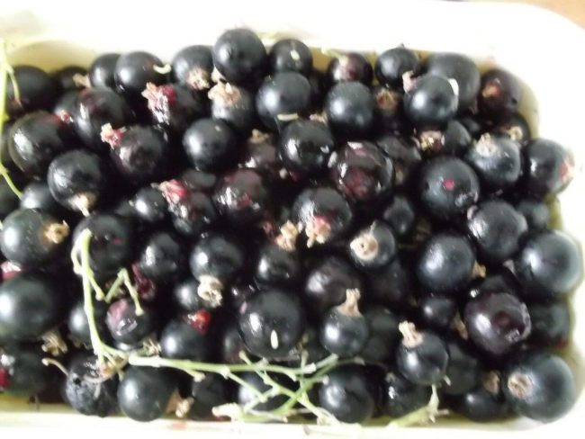 200 Black Currant Seeds