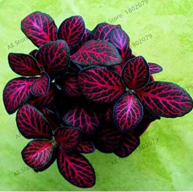 100pcs/bag Fittonia Verschaffeltii Flores, Bonsai Plant for Home and Garden,Indoor Office Decoration