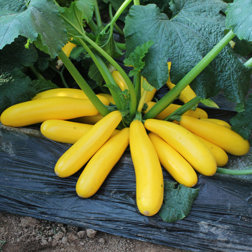 5 Bags (10 Seeds / Pack) of Banana Zucchini seeds, 'Yellow Banana' series, featuring vibrant yellow gourds
