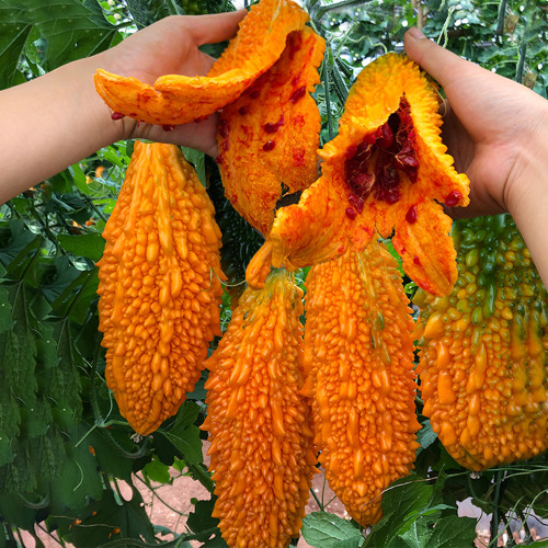 5 Packs of  Ripe Orange Bitter Melon Seeds (Momordica charantia), Sweet Ampalaya Bitter Gourds