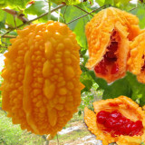 5 Packs of  Ripe Orange Bitter Melon Seeds (Momordica charantia), Sweet Ampalaya Bitter Gourds