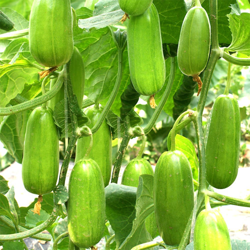 5 Packs of Eight-ridged Crispy Cucumber seeds, Fragrant and Dugar-free Melon