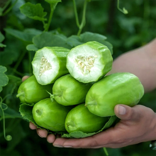 5 Packs of Eight-ridged Crispy Cucumber seeds, Fragrant and Dugar-free Melon