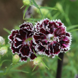 20 Seeds of Carnation 'Black and White Minstrel' Flowers, Dianthus Chinensis Heddewigii