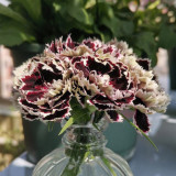 20 Seeds of Carnation 'Black and White Minstrel' Flowers, Dianthus Chinensis Heddewigii