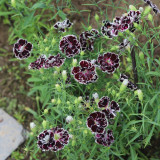 20 Seeds of Carnation 'Black and White Minstrel' Flowers, Dianthus Chinensis Heddewigii