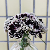 20 Seeds of Carnation 'Black and White Minstrel' Flowers, Dianthus Chinensis Heddewigii