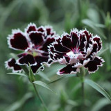 20 Seeds of Carnation 'Black and White Minstrel' Flowers, Dianthus Chinensis Heddewigii