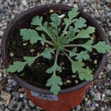 50 Seeds of Papaver macrostomum ‘Black Magic’