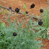 50 Seeds of Papaver macrostomum ‘Black Magic’