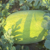 5 Bags (50 Seeds / Bag) 'Green Emperor' Watermelon Seeds