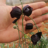50 Seeds of Papaver macrostomum ‘Black Magic’