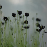 50 Seeds of Papaver macrostomum ‘Black Magic’