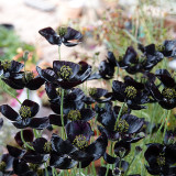 50 Seeds of Papaver macrostomum ‘Black Magic’