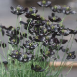 50 Seeds of Papaver macrostomum ‘Black Magic’