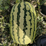 5 Bags (30 Seeds / Bag) of 'Idler King' Watermelon Seeds