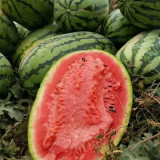5 Bags (30 Seeds / Bag) of 'Idler King' Watermelon Seeds